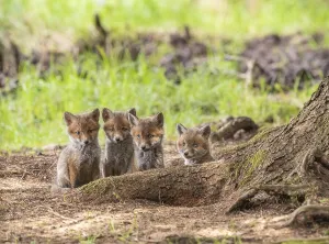 Four red fox cubs (Vulpes vulpes) in front of the foxhole