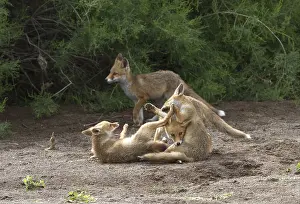 Red fox, red foxes, fox, foxes