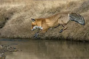 Red fox, red foxes (Vulpes vulpes)