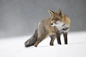 Red fox in the snow, Steinborn