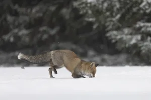 Red fox in the snow, Steinborn