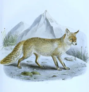 Red fox (vulpes), canis, digitally restored reproduction of an original from the 19th century