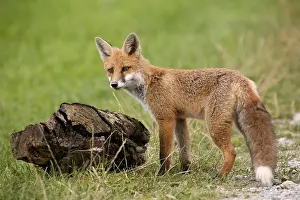Red Fox (Vulpes vulpes)
