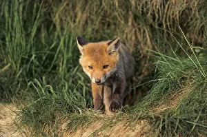 Red fox (Vulpes vulpes)