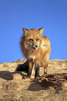 Red Fox (Vulpes vulpes), adult
