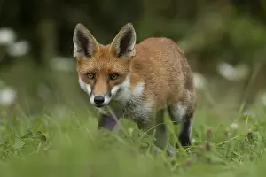 Red fox (Vulpes vulpes) adult animal in countryside grassland