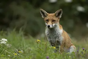 Red fox (Vulpes vulpes) adult animal in countryside grassland with wildflowers in summer