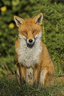 Red Fox (Vulpes vulpes), adult, sitting