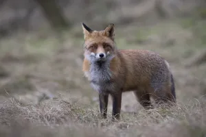 Red fox (Vulpes vulpes), Alkmar