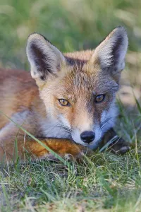 Red fox (Vulpes vulpes), Amsterdam, NIederlande