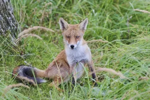 Red fox (Vulpes vulpes), Amsterdam, NIederlande