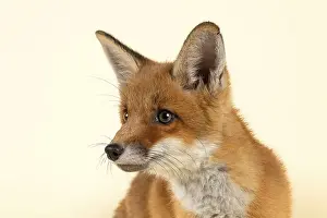 Red fox (Vulpes vulpes), animal portrait