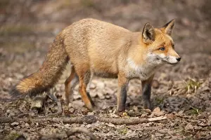 Red Fox (Vulpes vulpes), captive
