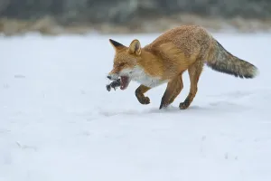 Red fox (Vulpes vulpes), with captured mouse on snow-covered meadow