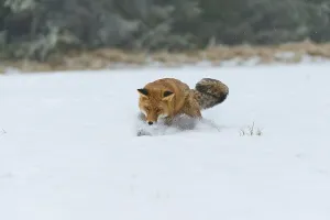 Red fox (Vulpes vulpes), catching mice on a snow-covered meadow