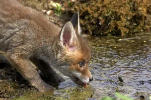 Red Fox (vulpes vulpes), Cub drinking Water