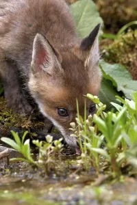 Red Fox (vulpes vulpes), Cub drinking Water