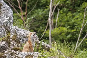 Red fox (Vulpes vulpes), cub, near Noerdlingen