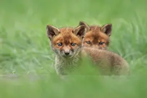 Two red fox (Vulpes vulpes) cubs in the meadow