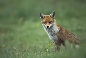Red Fox (Vulpes vulpes), female