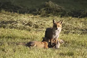 Red fox (Vulpes vulpes) female suckling young on a mown meadow
