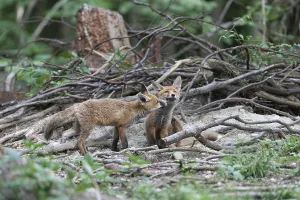Red fox (Vulpes vulpes) fox cubs
