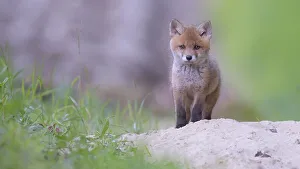 Red fox (Vulpes vulpes), fox puppy in front of the burrow
