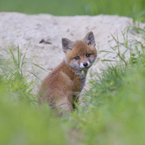 Red fox (Vulpes vulpes), fox puppy in front of the burrow