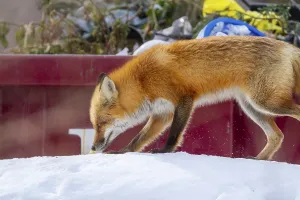 Red fox (Vulpes vulpes), Fox smelling a scent on snow near a waste container