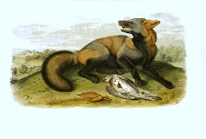 Red fox (Vulpes vulpes), Histoic