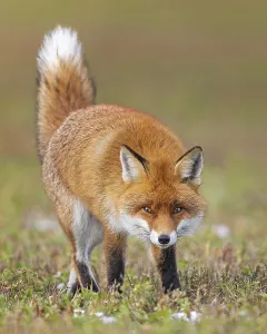 Red fox (Vulpes vulpes), hunting