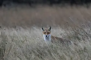 Red fox (Vulpes vulpes) hunting for mice in a natural meadow
