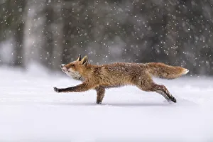 Red fox (Vulpes vulpes), jumping in a snowy landscape with snowfall