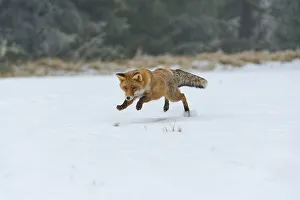 Red fox (Vulpes vulpes), jumps while catching mice on snow-covered meadow