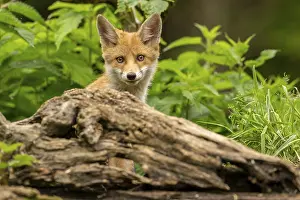 Red fox (vulpes vulpes), juvenile