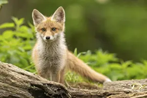 Red fox (vulpes vulpes), juvenile
