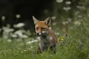 Red fox (Vulpes vulpes) juvenile cub standing amongst summer wildflowers in grassland