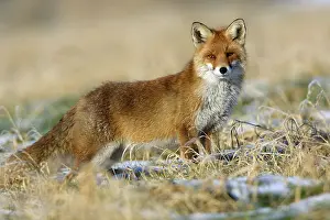 Red Fox (Vulpes vulpes), Lower Saxony