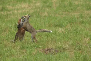 Red fox (Vulpes vulpes) male and weaned young playing on a mown meadow in light rain