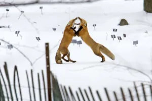 Red fox. Vulpes vulpes. Males red fox fighting