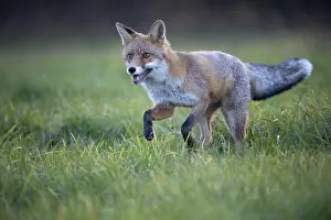 Red fox (Vulpes vulpes) in a meadow