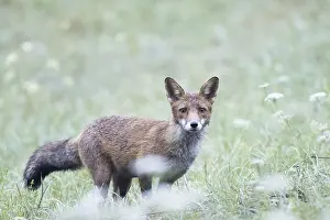 Red fox (Vulpes vulpes) in a meadow