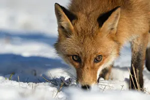 Red fox (Vulpes vulpes), Netherlands