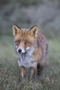 Red fox (Vulpes vulpes), Netherlands
