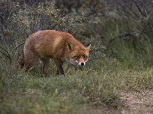 Red fox (Vulpes vulpes), North Holland