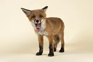 Red fox (Vulpes vulpes), with open mouth