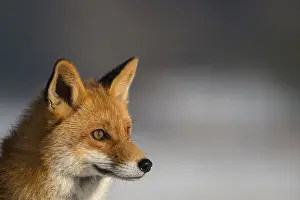 Red Fox (Vulpes vulpes), portrait