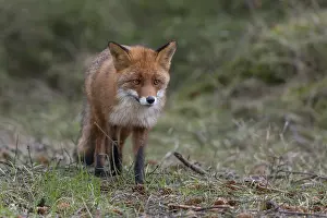 For the red fox (Vulpes vulpes) it is no problem to move silently on the forest floor