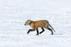Red fox. Vulpes vulpes. Red fox affected with sarcoptic mange