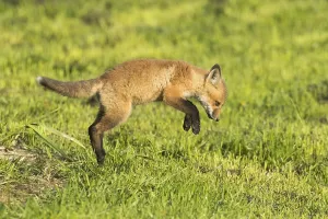 Red fox. Vulpes vulpes. Red fox cub jumping in a meadow